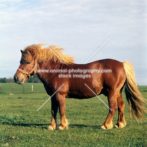 shetland pony stallion