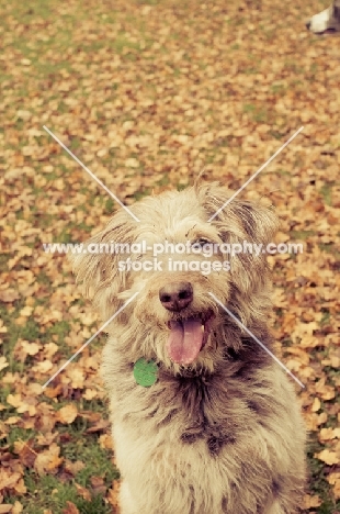 scruffy mutt in autumn