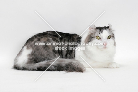 American Curl cat lying down, silver mackerel tabby & white colour