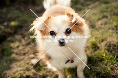 long-haired Chihuahua