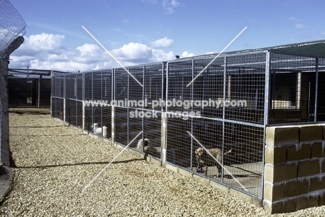 dogs in quarentine kennels