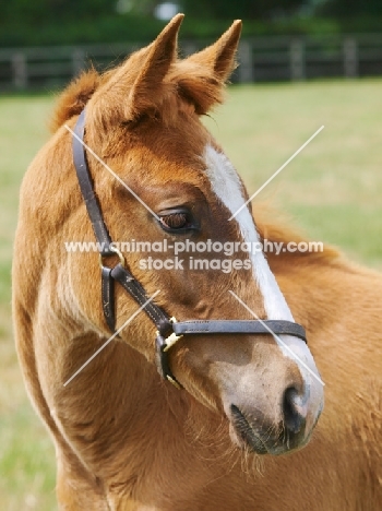 Thoroughbred foal