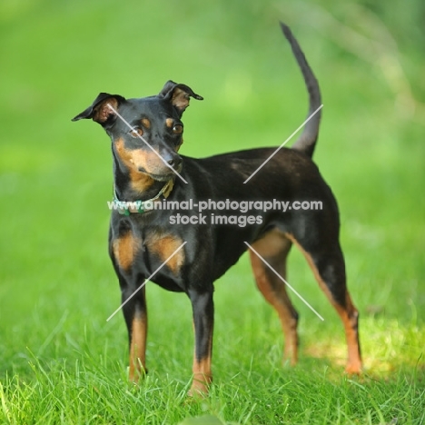 Miniature Pinscher standing on grass