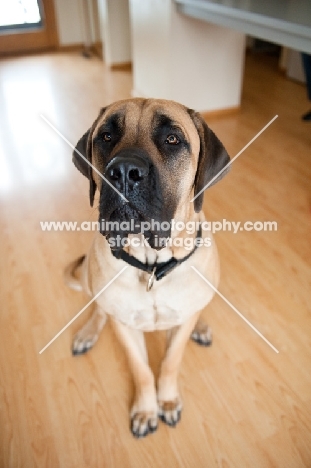 Wide-angle portrait of a Fawn Mastiff.