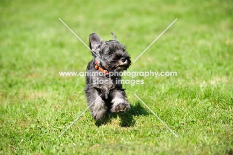 miniature Schnauzer puppy