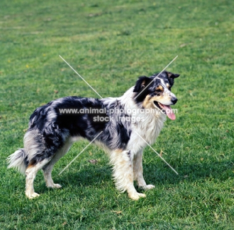 side view of welsh collie standing on grass with tongue out