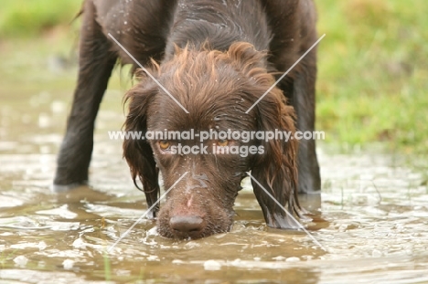 German Longhaired Pointer, drinking water
