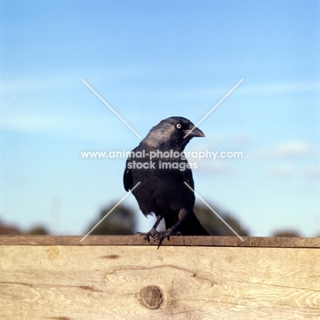 jackdaw on gate