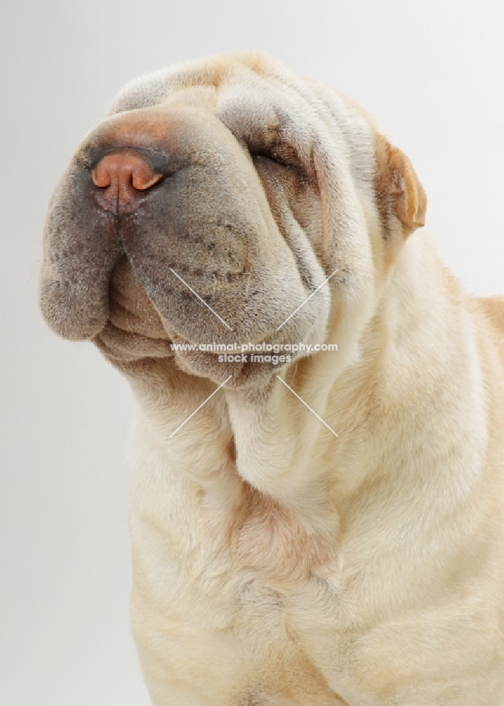 cream Sharp Pei on white background, portrait