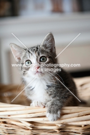 tabby kitten perching on edge of basket