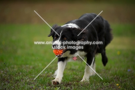 Border Collie playing retrieving ball