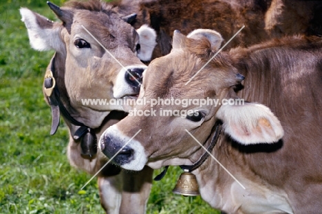 two brown swiss cows in switzerland, one licking the face of another