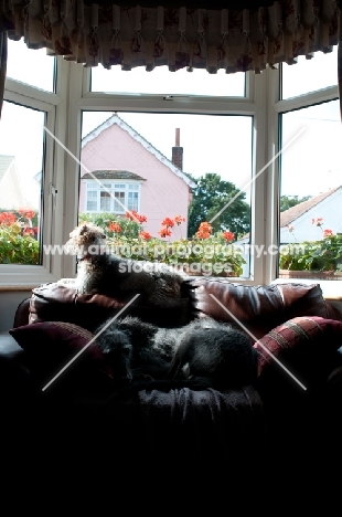 Terrier and Lurcher on armchair