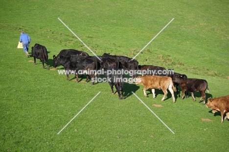Limousin cross cattle walking behind farmer