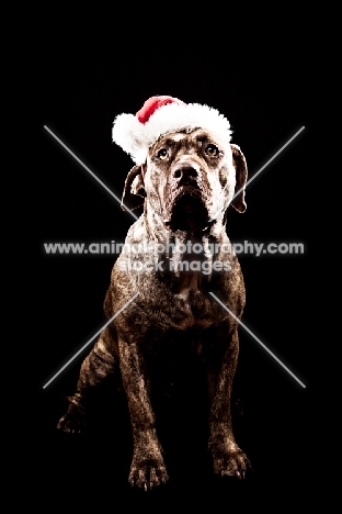 Dogo Canario with Christmas hat