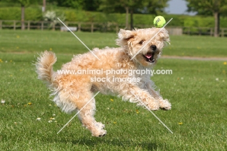 Cross bred dog trying to catch ball