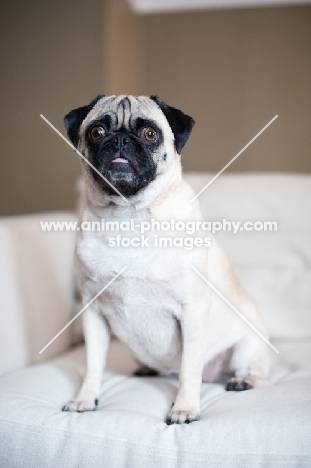 fawn Pug on sofa