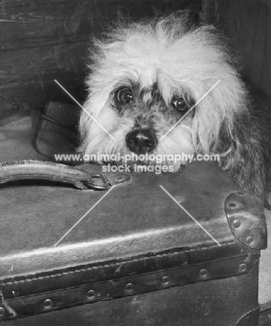 Dandie Dinmont dog resting his head on a suitcase