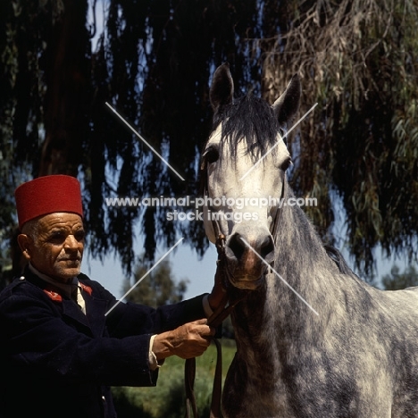 Ketutus, Barb stallion at Khemisset with Moroccan handler