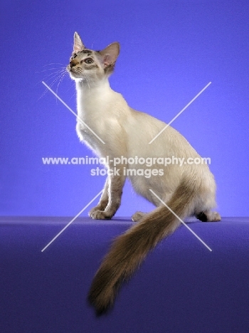 Balinese on purple background