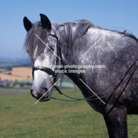 Yarlton Comely, Dales pony wearing bridle