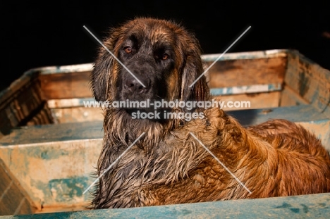 Leonberger in boat