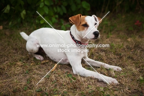 Jack Russell Terrier lying down  with greenery background.