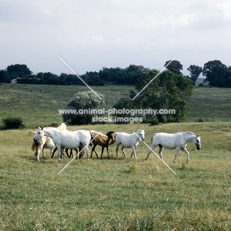 Lipizzaner mares and foals at monterotondo, italy,