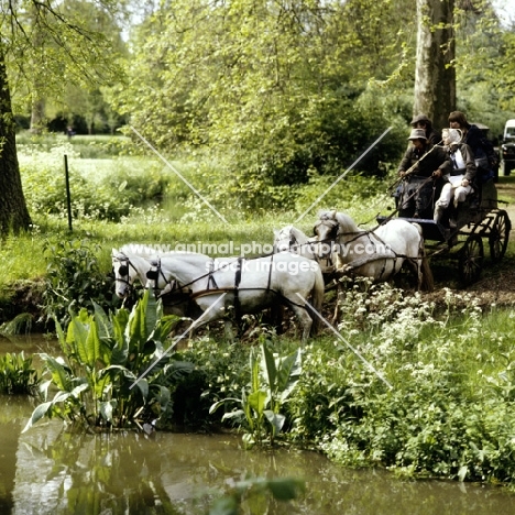 coaching marathon team approaching water at royal windsor horse show, 