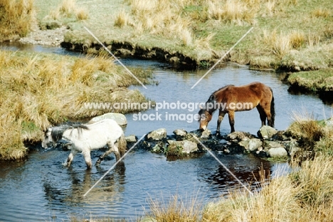 highland ponies in a stream at carrick stud, scotland