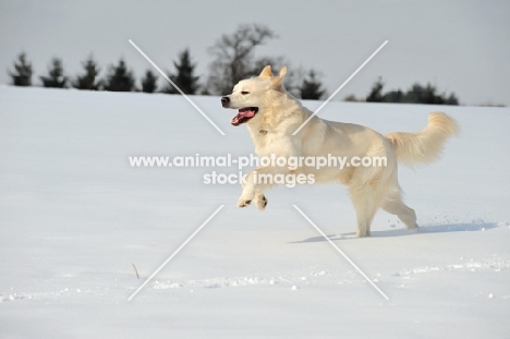 Polish Tatra Sheepdog (aka Owczarek Podhalanski) running free in winter