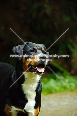 Great Swiss Mountain Dog head tudy