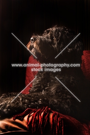 black Portuguese Water Dog in studio