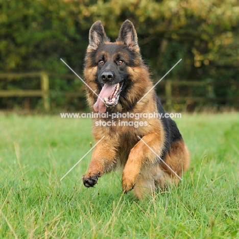 german shepherd dog , alsation, running through a field towards camera