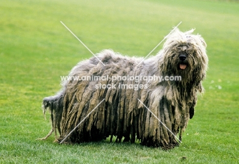 bergamasco - alpine herder