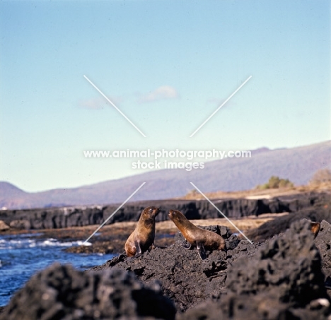 galapagos fur seals at james bay on james island, galapagos islands