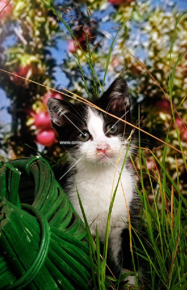 black and white non pedigree kitten in orchard