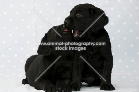 Sleepy Black Labrador Puppies on a blue and white spotted background