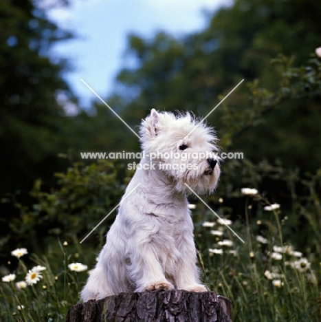 west highland white terrier sitting on a log