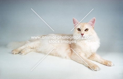 cream silver Somali cat