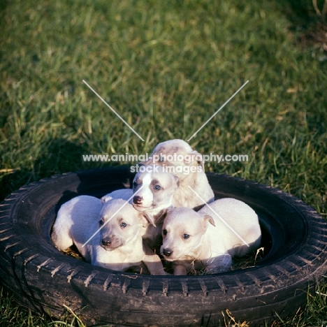 four whippet puppies in a tyre