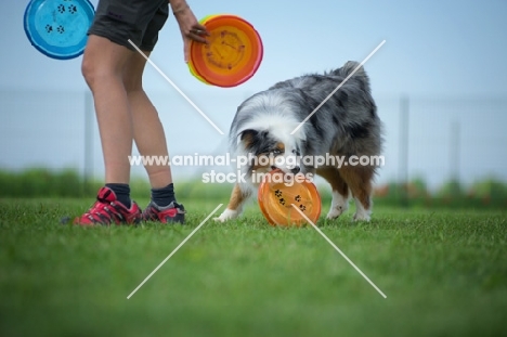 blue merle australian shepherd playing with frisbee, trainer near