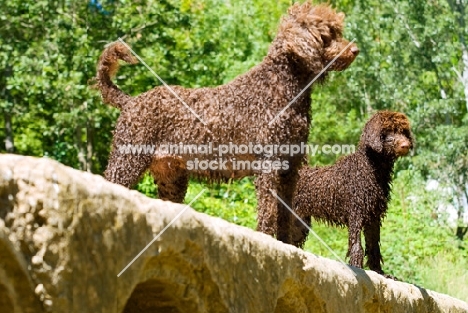 poodle mum looking ahead with her pup