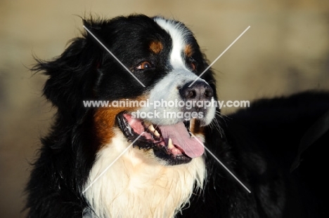 Bernese Mountain Dog (aka Berner Sennenhund) head study