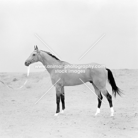 polotli, famous akhal teke stallion at ashkhabad stud farm