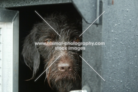 German Wirehaired Pointer