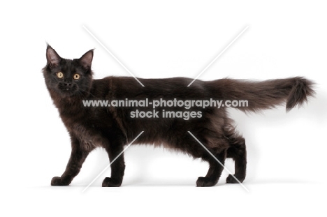 black Maine Coon, side view