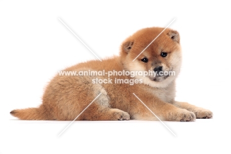 Shiba Inu puppy lying down on white background