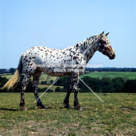 full body shot of Appaloosa