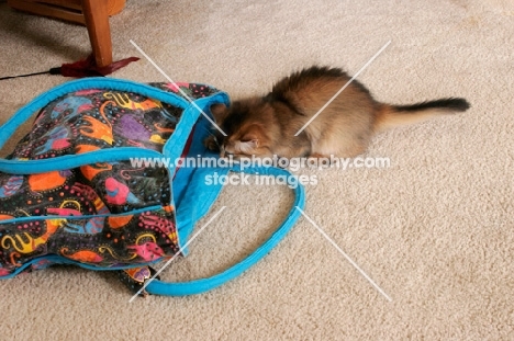 somali kitten exploring a handbag